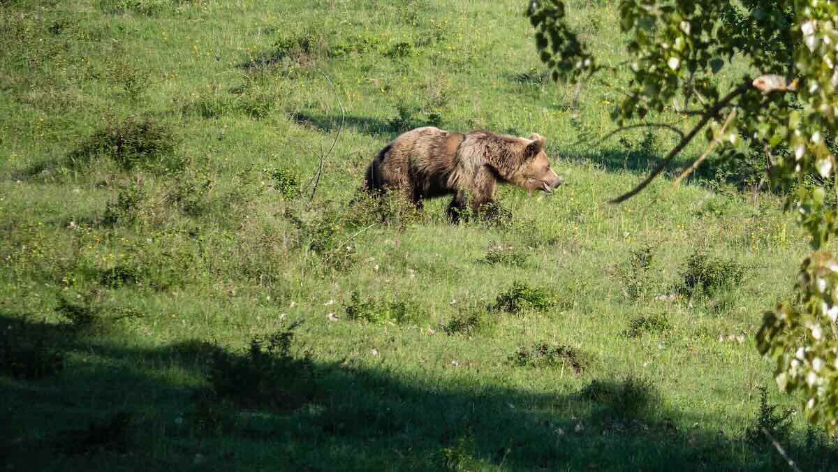 Ein Braunbär läuft durch eine Wiese