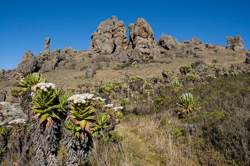 Landschaft mit Felsen und blühenden Senecien in Uganda