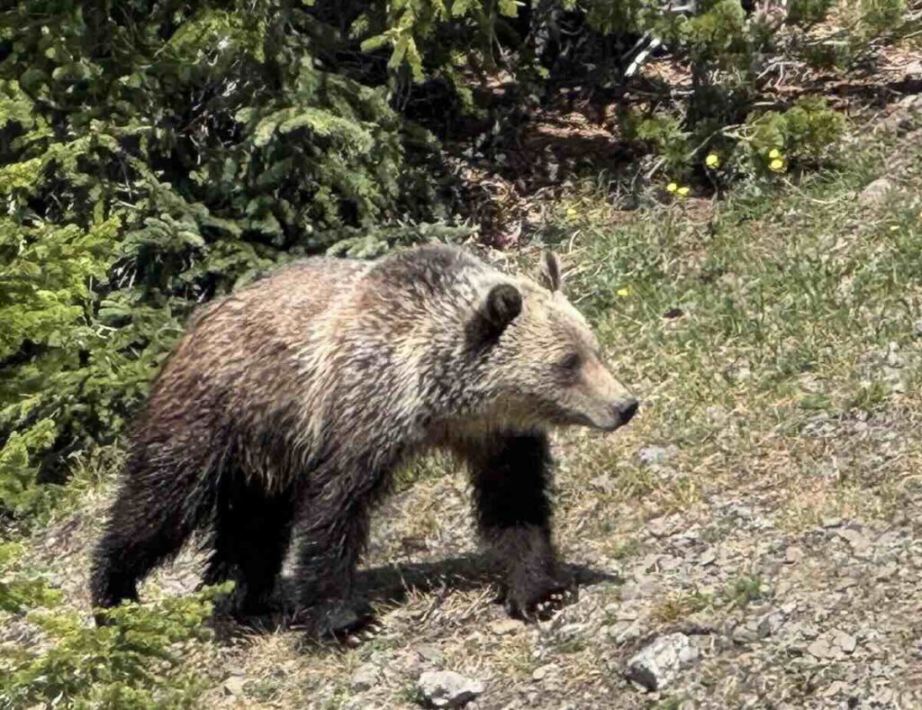 Nahaufnahme eines Grizzlies in den USA