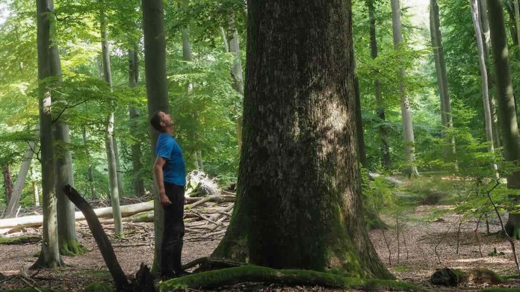Ein Mann schaut neben einem dicken Baumstamm hoch in die Baumkronen im Laubwald