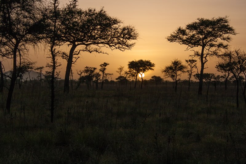 Klassisches Bild der afrikanischen Savanne mit Bäumen und roter Sonne in Uganda