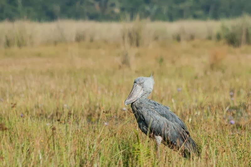 Ein Schuhschnabel steht in einer Wiese in Uganda
